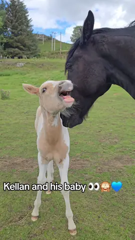 Kellan does think all the babies are his 👀🙈 #clacking #foal #foalsoftiktok #friesian #americanpainthorse #painthorse #apha #equine #funny #notmybaby #horselovers #fyp #horsesoftiktok #horsetok #country 