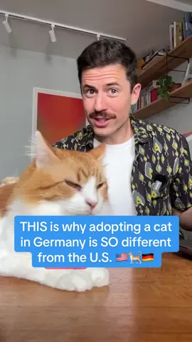 What’s pet adoption like where you live? 🐈 #dwberlinfresh #catadoption #germany #cultureshock #catsoftiktok