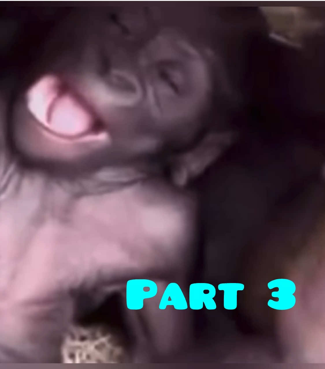 Cute newborn gorilla Part 3