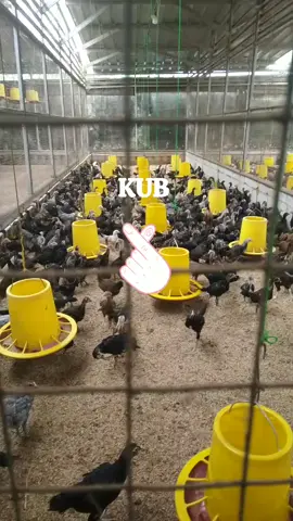 Anak Tyrex...😄🐓 #peternakayam #ayampetelur #ayamkampungasli #ayamelba #ayampedaging #ayamsehat #peternakanindonesia #ayamberkualitas #peternaksukses #ayamkampung #panganberkualitas #indonesianchicken #organicchickenfarm #freerangechicken #halalchickenexport #indonesianchickenbreeds #sustainablepoultryfarming #chickenlove #indonesianchickenfarmers #ternak #ternakayam #ternakayamkampung #ayamkub #ayamkub2 #docayamkampung #docayamkub #ayamsentulciamis #ayamsensijalurpedaging #ayamsensi #jualayamkampung #jualbibitayam #jualdocayamkampung #telurayamkampung #mesintetas #mesintetatasfullotomatis #caramenetaskantelur #kandangayam #kandangayamideal #desinfektankandangayam #ternakrumahan #usahapensiunan #usahamasatua #bisnisayam #peternakanayamkampung #ayampetelurunggul #tipsternakayam #jualdocayamkampung #merawatayamkampung #pecintaayam #usahapensiunan #pensiunan #ternakrumahan #mesintetastelur