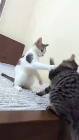 Cat vs. Cat – who wins?#cat #shorts #CutenessOverload 