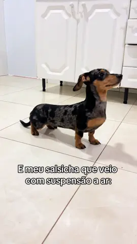 Chora boy 😎 #fyp #foryoupage #cachorrosalsicha #salsicha #dachshund 