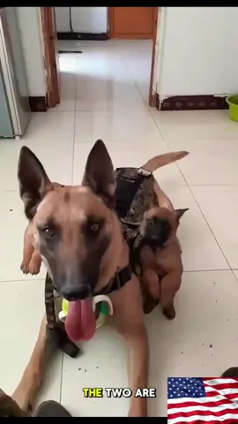 #dog #dogsoftiktok #k9 #dogs #foryoupage #k9softiktok #k9unit 