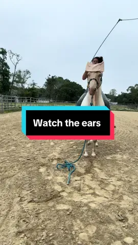 Watch her ears with and without the bonnet #horse #ears #funnyvideos #bonnet #cute #tbt #tb 