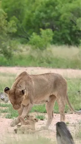 How adorable this cubs  he's calling his mom  Hamilton pride in larger Kruger  Cr Adesh Singh Wildlife Photography #foryoupage #fyp #wildlife justiceforlorkulup justiceforolobor #lions #viral 