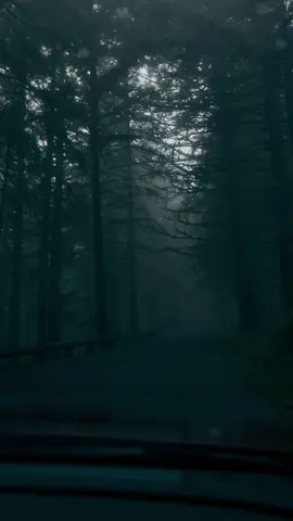 Silence fell with the fog, soft and complete