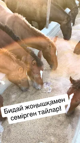 Кун сайын согым табиғи жолмен семірген тайлар жілікке жазыламыз.#согым #туркестанскаяобласть #алматы #шымкент #жезказган #жезказган🇰🇿🇰🇿🇰🇿🇰🇿 