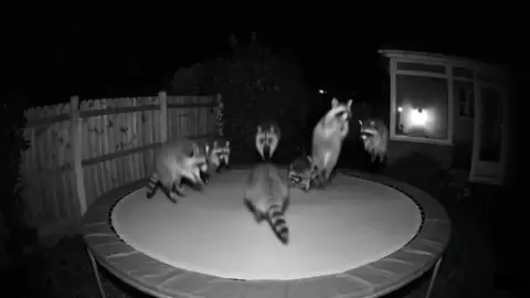 I just checked the home security cam and caught this guy on my trampoline... glad they're enjoying! LOL @Ring  #ringdoorbell #ring #racoons #trampoline #racoon 