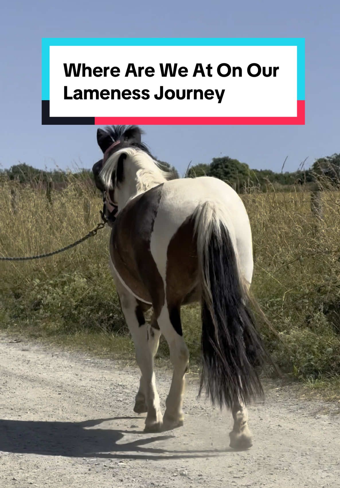 Replying to @Saffron lameness is never simple unfortunately especially when you're dealing with things that aren't common injuries. Rivers improved a huge amount over the last 4 months, but still has a long way to go, we're still early into our journey of trimming her hooves in a way to support her conformation which has a big effect on supporting the hocks. When you mix in growth spurts and setbacks it's never a quick fix!  . #equestrian #horses #younghorse #lamehorse #lameness #lamenessjourney #horselife #horsethings #injury 