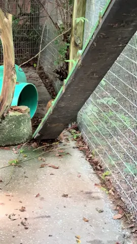 Fraulein small but feisty #jaguarundi 