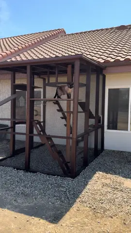 Cortes (featured), Koa (bit part), Kittan, Roo, Kiley, Mimi, Bonnie and Clyde ❤️ their new large Sylmar catio! 🐱😻🙀  #catio #catioguy #cathome #catplayground #catenclosure #catlife #catlover 