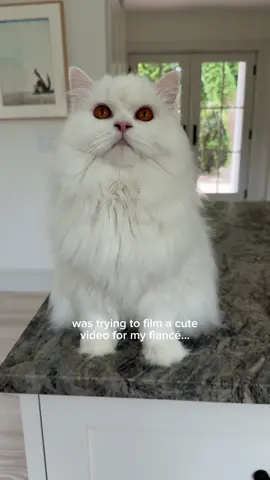 she was not interested.. #angrycat #fyp #funnycat 
