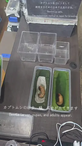 #クワカブの部屋 #作業音 
