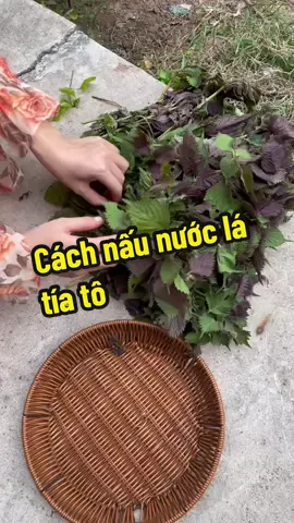 Cách nấu nước lá tía tô chanh đường phèn dễ ợt nhen 😘 #tiato #lamdepmoingay #typ #nuoclatiato #ngatrainghiem 