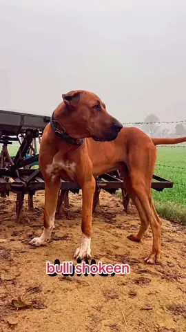 @Bullishokeen #dogoftiktok #london #foru #uktiktok #ukdoglovers #europe #unitedkingdom #ukdogsoftiktok #unitedstates #england #videoviral #barmingham🇬🇧 #bullishokeen #bullykutta🔥😎 #ukdogs #foruyou #ukpets #fyp #ukdog 