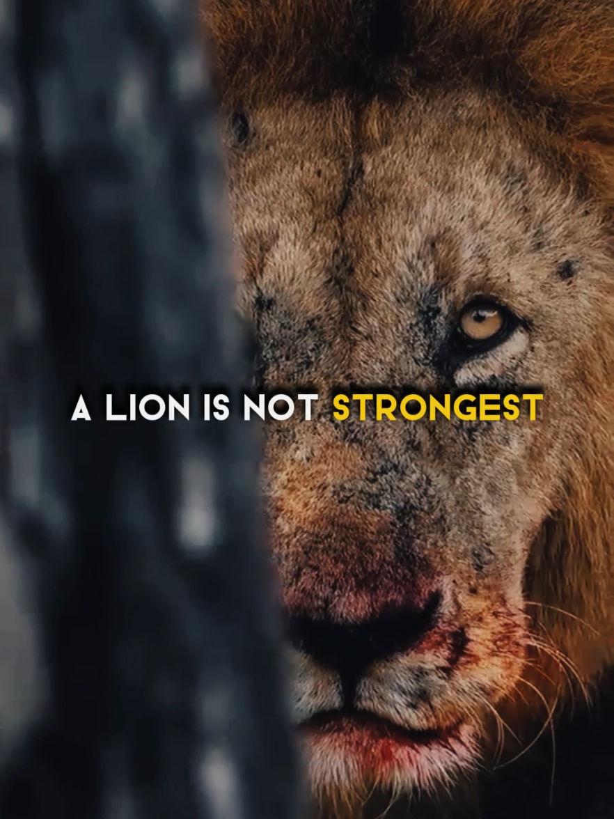 Motivation video🔥😱 Why Lion is king😎 #motivation #motivacional #quotes #success #foryou 