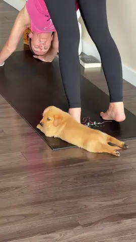 Retriever puppy yoga, because some things are too sweet not to share. #puppies #puppyyoga #MuskokaPuppyYoga #goldenretriever 