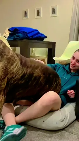 161 lbs of Little Boerboel Lap Dog #cutedog #shortsfeed #animal #dogkissing #kangal #alabai #dangerousdog #funnydogs #belgianmalinois #pets #pet 