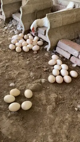 #duckfarmingbusiness🦆🦆 #duckfarming #vairalvideo #ducks #muscovyducklings 