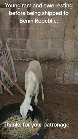 #balami #balibali #ladoum🇸🇳 #uda #koroji #ram #rams #ewe #ewes #sheep #goats #naijatiktok #naija #kano #benintiktok🇧🇯 