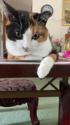 Nyla just stopping by to say hello💞🌹🥰#mykittynyla#catsoftiktok#fyp#foryoupage#GingerStong