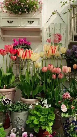 Why I have obsession with Tulips 🌷✨ #reels #fyp #sunset #fyb #trending #flowers #tulips 