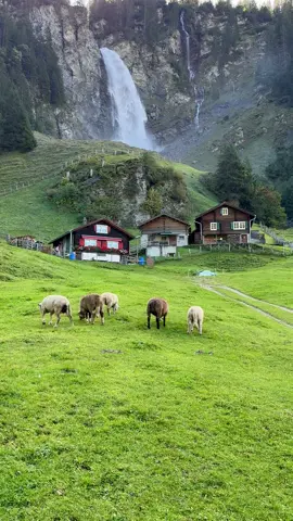 Like a scene from Heidi – but private. Cows, waterfalls & secret Swiss villages 🏞️🐄 Starts in Zurich or Lucerne. Best Private Tours in Switzerland 🇨🇭  www.FarmTourSwitzerland.com