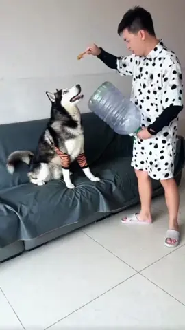 #dog #man #funnydogs #fyp 