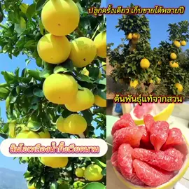 สายพันธุ์พรีเมียม ปลูกครั้งเดียว ขายได้หลายปี รสชาติหวานปานน้ำผึ้ง พื้นที่น้อยก็ปลูกได้ #ส้มโอเหลืองน้ำผึ้งเวียดนาม 