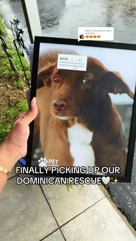 Replying to @Gabriela del Pilar our dominican rescue is OFICIALLY AMERICAN 🇺🇸🕺✨ #rescuedogs #domincandog #rescue 