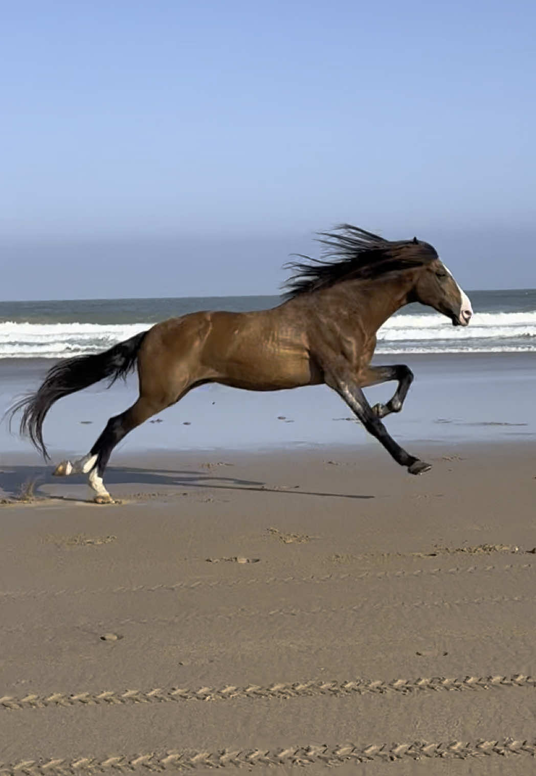 Before you can truly care for others, you must first listen to yourself, freedom begins within. Íthaca ❤️ 👉🏼 We are a Travel Agency based in Essaouira (Morocco). Join us for an unforgettable horseride holidays. Ride the best horses in town, and meet the best team of riders.  . . . . . . #horses #fyp #equestrian #horsesoftiktok #caballos #pferd #horse 