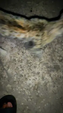 #foryoupage animal ##