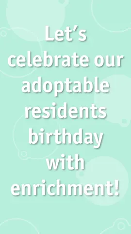 Who doesn't love a birthday celebration?! Our adoptable dogs are enjoying Dogust—the universal birthday month for shelter dogs—with some birthday-themed enrichment. Come join the celebration all month long—and remember, adoption donations are waived for all dogs 1 year and older through August 31! Interested? Fill out an application at ThinkingOutsideTheCage.org Animal Friends 562 Camp Horne Road, Pittsburgh, PA 15237 Kennel License #: 1042 #Dogust #AnimalFriends #Pittsburgh #PGH #Adoptable