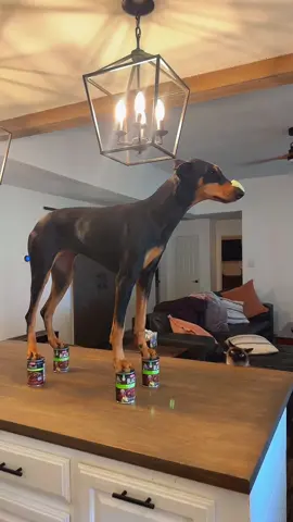 Cheese Tax Was Hard Earned Today. #doberman