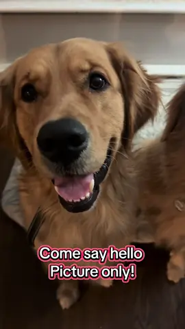 Come say hello #goldenretriever #postingoneaday #letsgrow #dogsoftiktok #tiktok #viral 