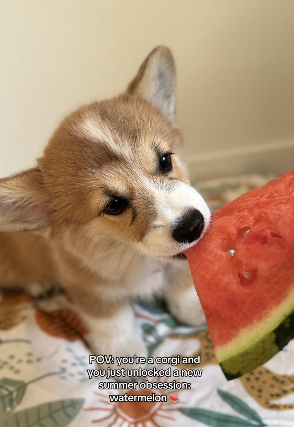 POV: you're a corgi and you just unlocked a new summer obsession: watermelon 🍉 - #corgi #corgitok #dogsoftiktok #cutedog #puppytok #funnydog #watermelon #firsttime #summerdog #puppylove #PetsOfTikTok #corgibutt #foryou #foryoupage #fypシ #asmr 
