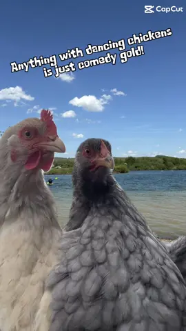 #comedyvideo #chickens #bird #tictok #funnytiktok #fyp 