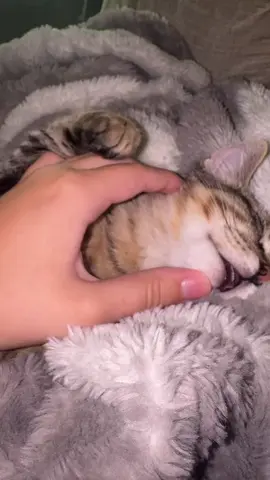 🥜🔥#catsoftiktok #67 #cat #fyp 