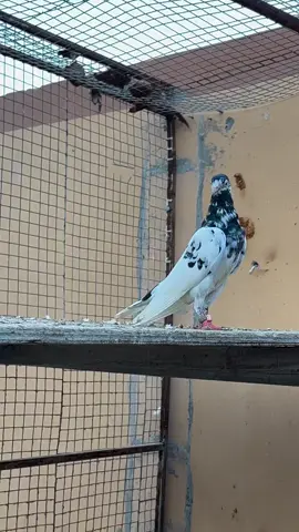#😂😂😂 #choudhry_zaheer_pigeons 