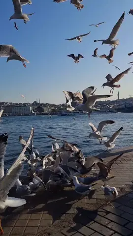 ✌️🇵🇸🍉✌️🇱🇧🌲🕊️🇺🇦 ✈️ Istanbul🇹🇷 Istanbul🇹🇷 vacation 🧳  #bosphorus #اسطنبول #تركيا #istanbul #turkiye #istambul #Стамбул #istanbul_vacation #LIVEIncentiveProgram #LIVECanBeEasy #PaidPartnership 