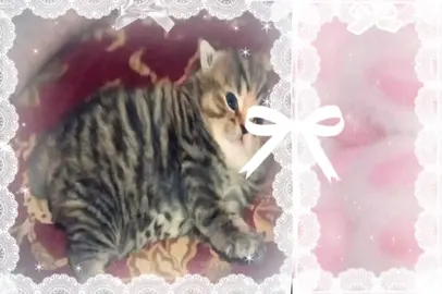 Gulp... #cats #cute #mangle #fnaf #edit #kitten 