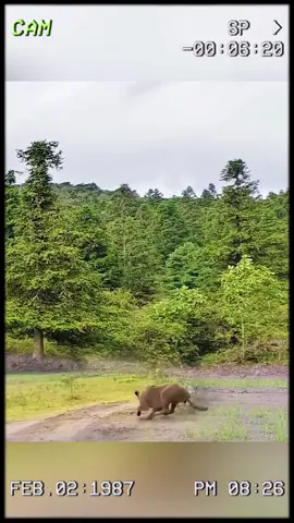 The warthog bragged and buried itself in trouble. #wildanimals #animals #foryou 