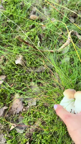 #mushroomart #foryourpage #bolete #houby #mushroomasmr #hrib #houby 