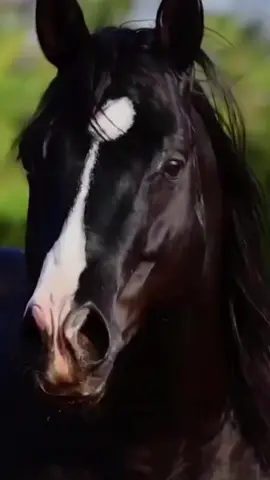 #cavalos #lindos #animais 