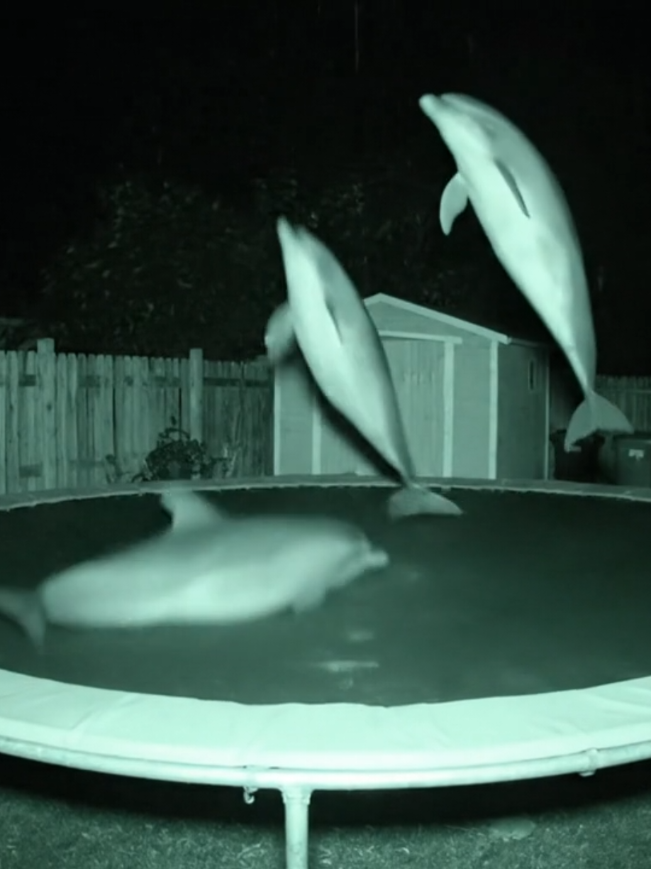 I just checked the home security cam and caught this guy on my trampoline... glad they're enjoying! LOL #ringdoorbell #dolphins #ring #trampoline #foryou #ai #fyp  #dolphin