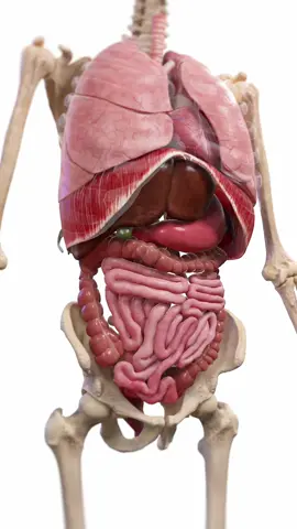 What’s always in motion — even when you're still? Your heartbeat, breathing, and peristalsis. This 3D animation shows the invisible rhythms that keep you alive. Based on SciePro’s 3D anatomy models. Available for B2B licensing — link in bio. #science #medical #meded #3d #3dmodel #zbrush #sciart #medart #medstudent #anatomy #animation #scicomm #med #heartbeat #peristalsis #breathing 