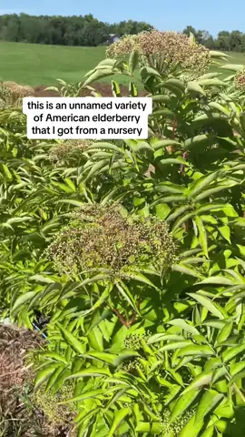 #poppletreecreekfarms #elderberry #elderberrysyrup #american #smallfarm 