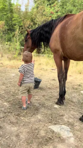 On voudrait donner un nouveau nom à ce beau cheval, des idées ? 😊 #pourtoi #foryour #foryourepage 