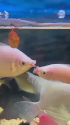 #fish #Love #animals #viral #mustwatch #foru 