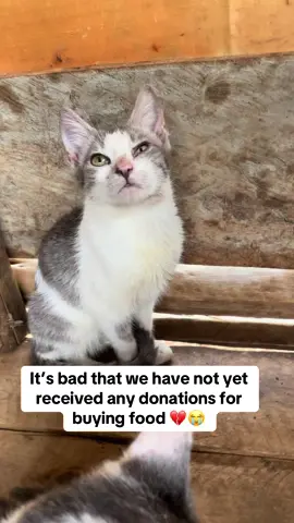 It’s bad that we have not yet received any donations for buying food 💔😭